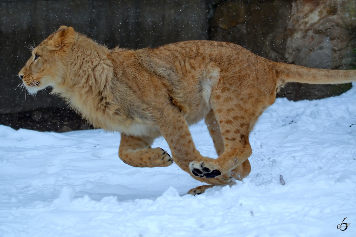 Ein Berberlwe im Zoo Dortmund. (Februar 2013)