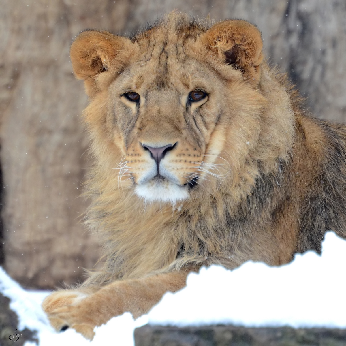 Ein Berberlwe im Zoo Dortmund. (Februar 2013)