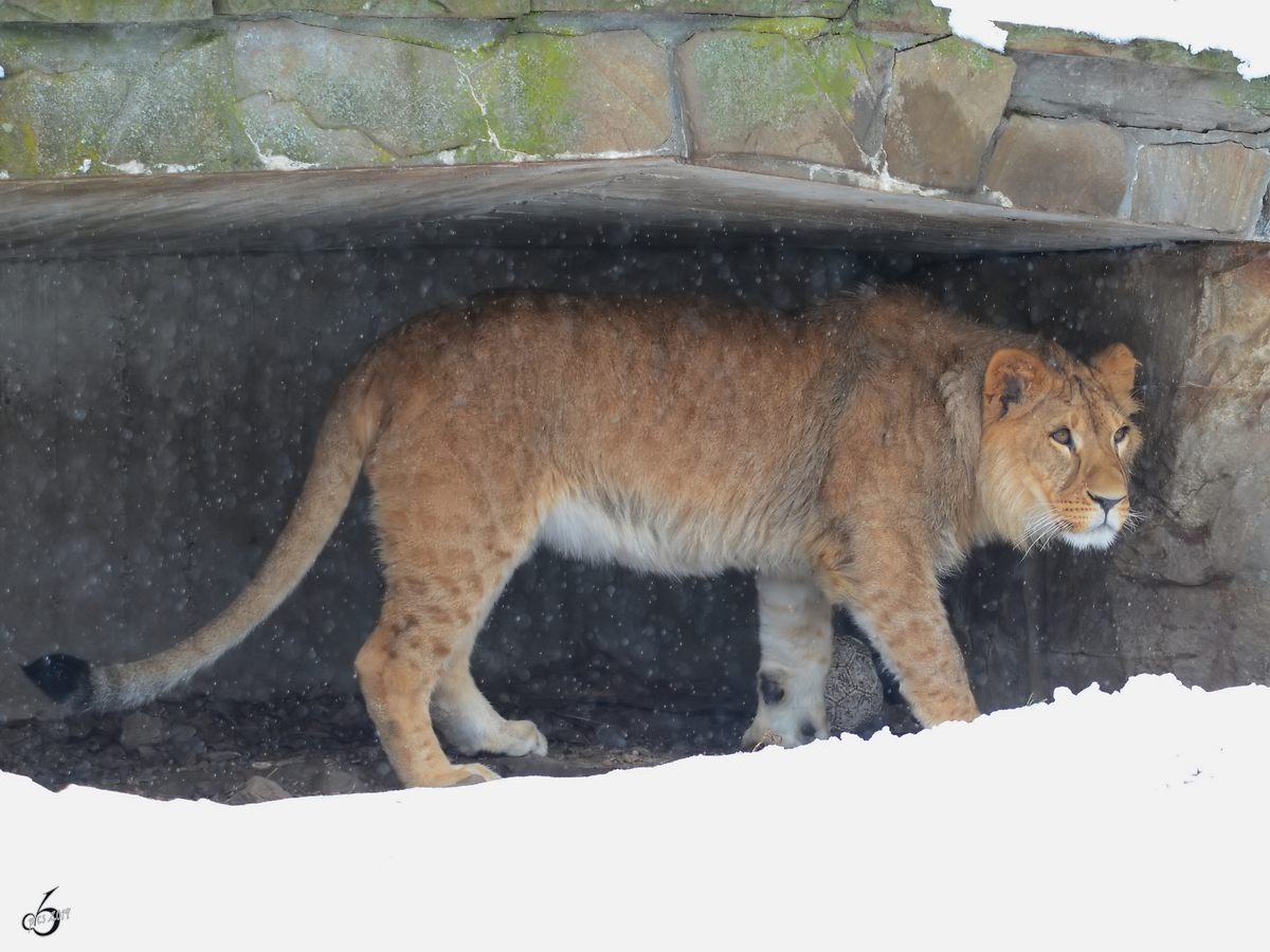 Ein Berberlwe im Zoo Dortmund. (Februar 2013)