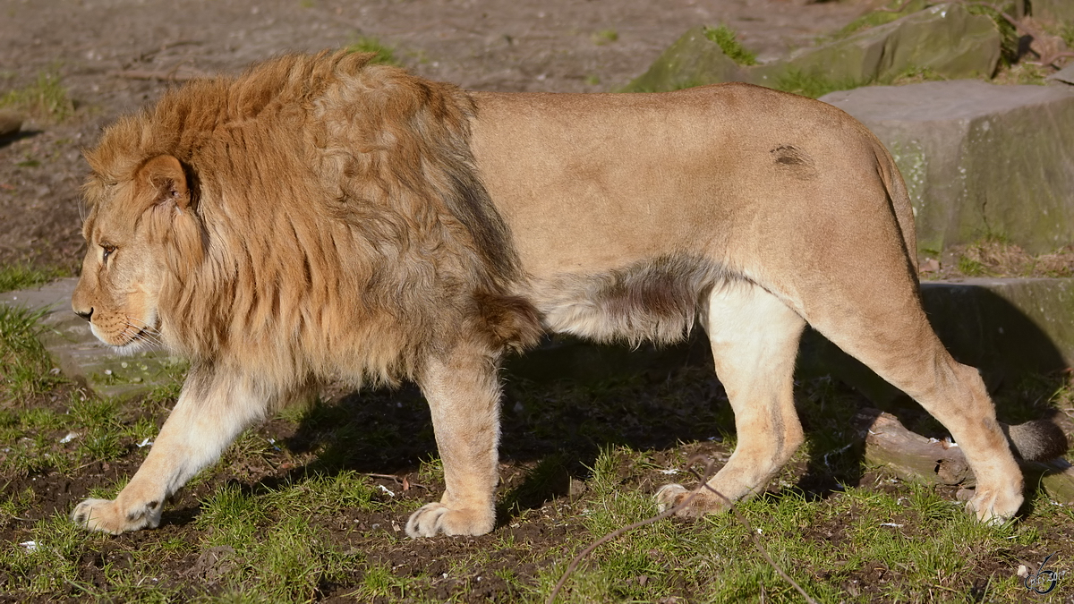 Ein Berberlwe im Zoo Dortmund. (Februar 2015)