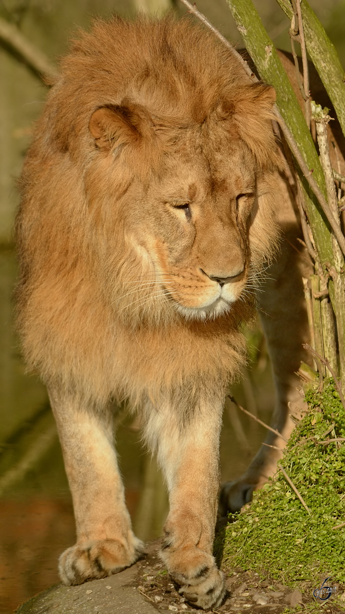 Ein Berberlwe im Zoo Dortmund. (Februar 2015)