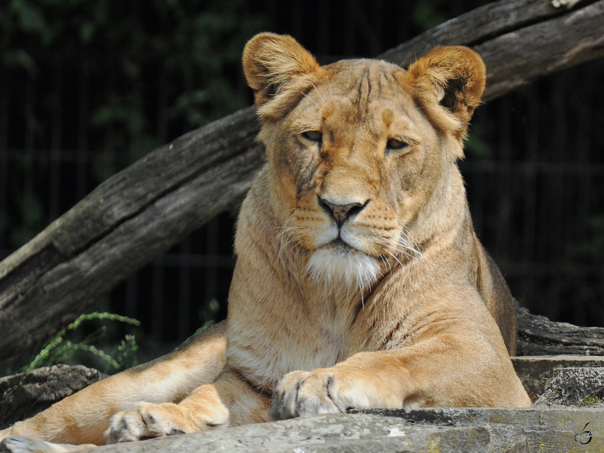 Ein Berberlwe im Zoo Dortmund. (Juni 2010)