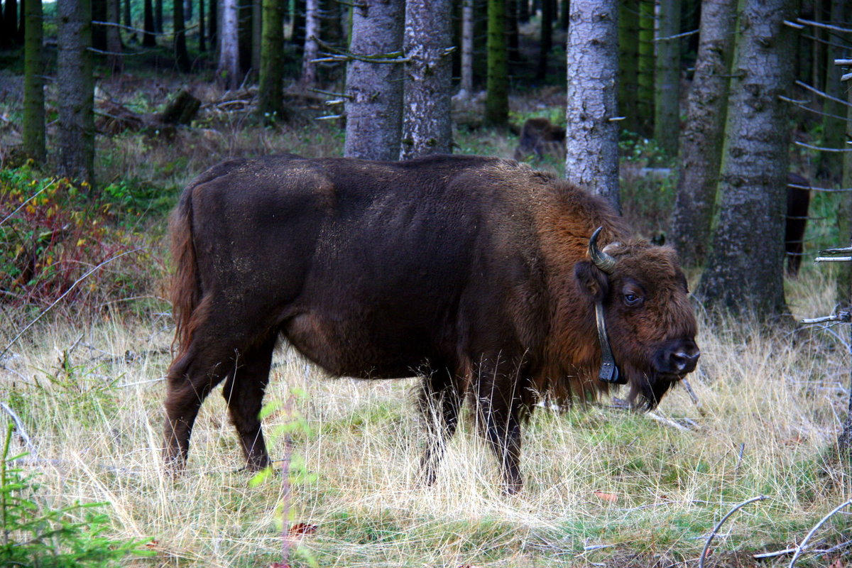 Ein besenderter Wisent im Rothaargebirge.