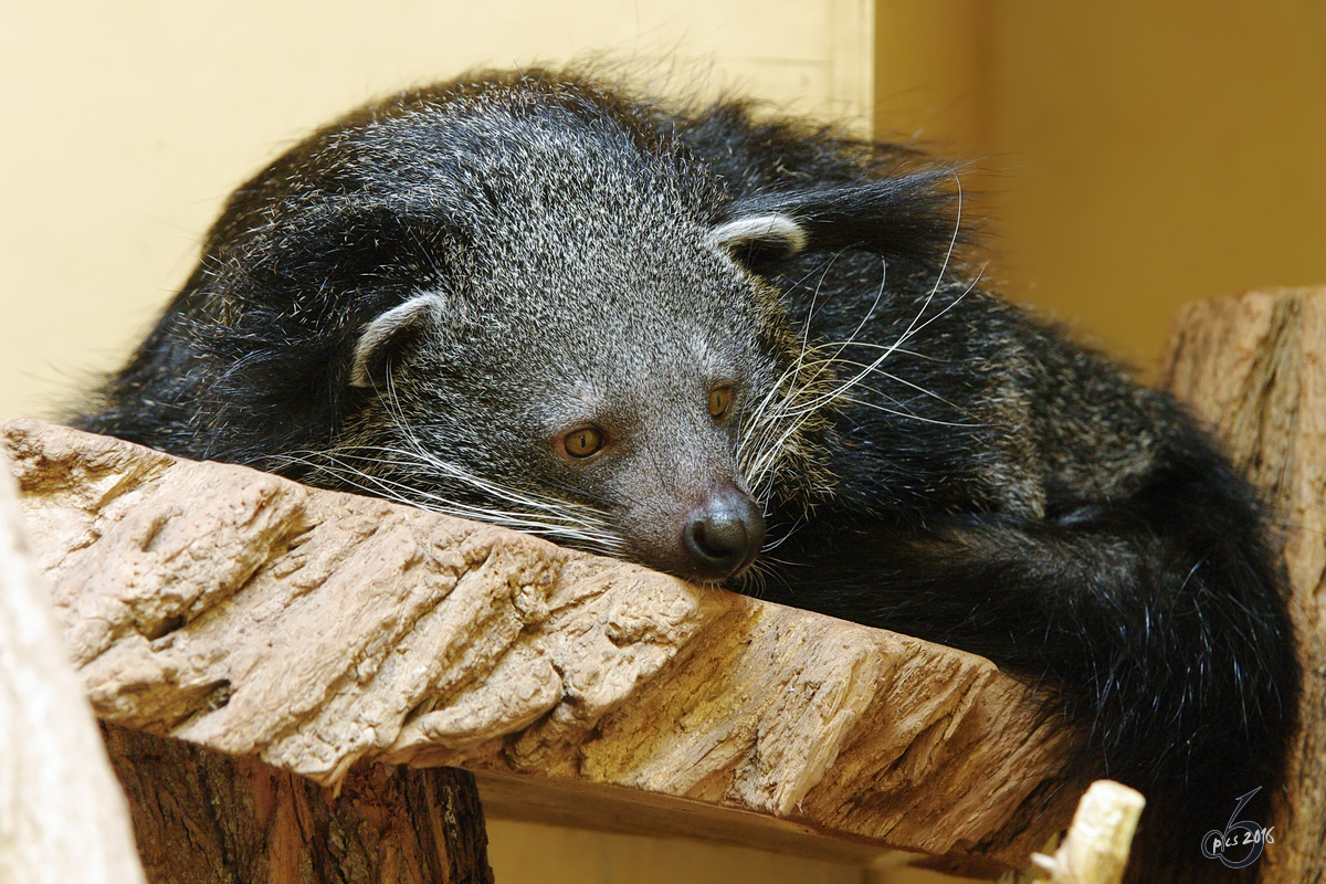 Ein Binturong