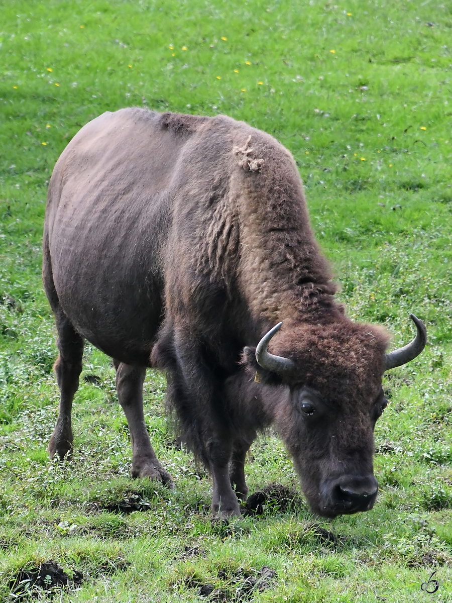 Ein Bison beim Grasen. (Wildpark Rosegg, August 2019)