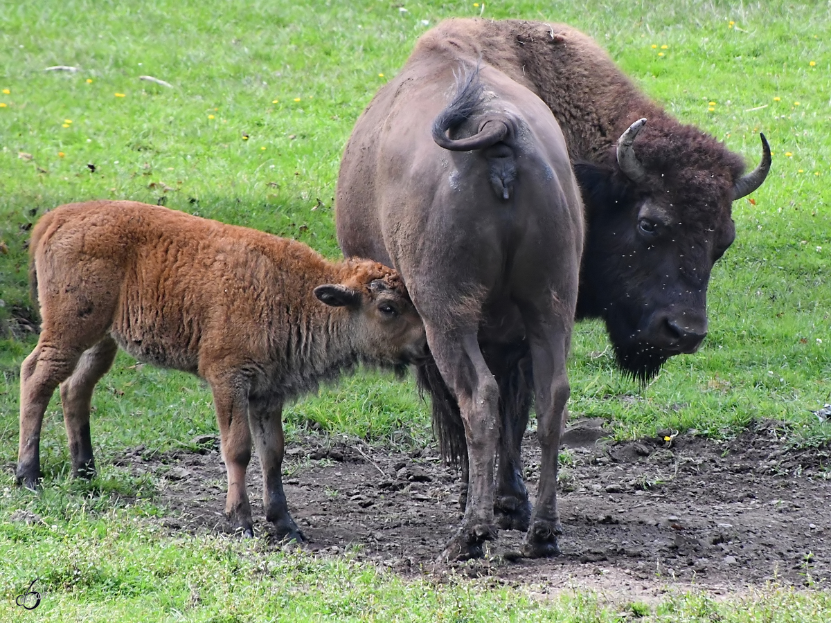 Ein Bison mit Nachwuchs. (Wildpark Rosegg, August 2019)