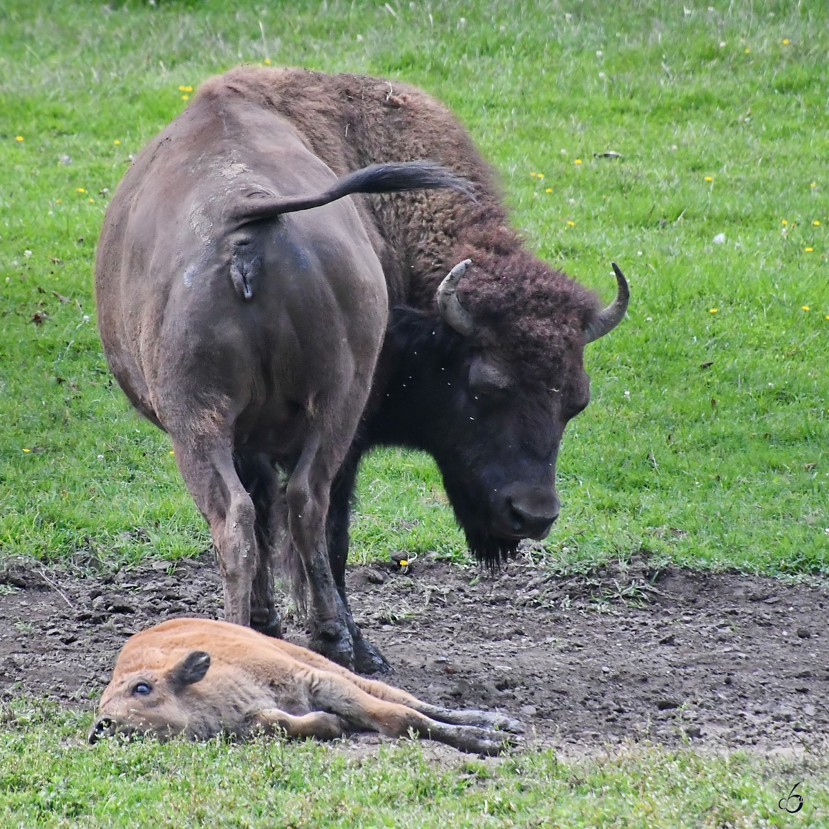 Ein Bison mit Nachwuchs. (Wildpark Rosegg, August 2019)