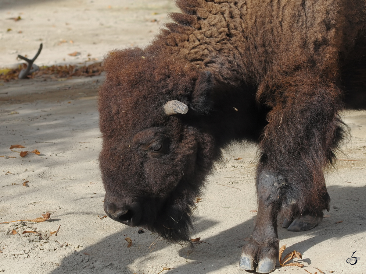 Ein Bison im Tiergarten Schnbrunn. (Wien, November 2010)