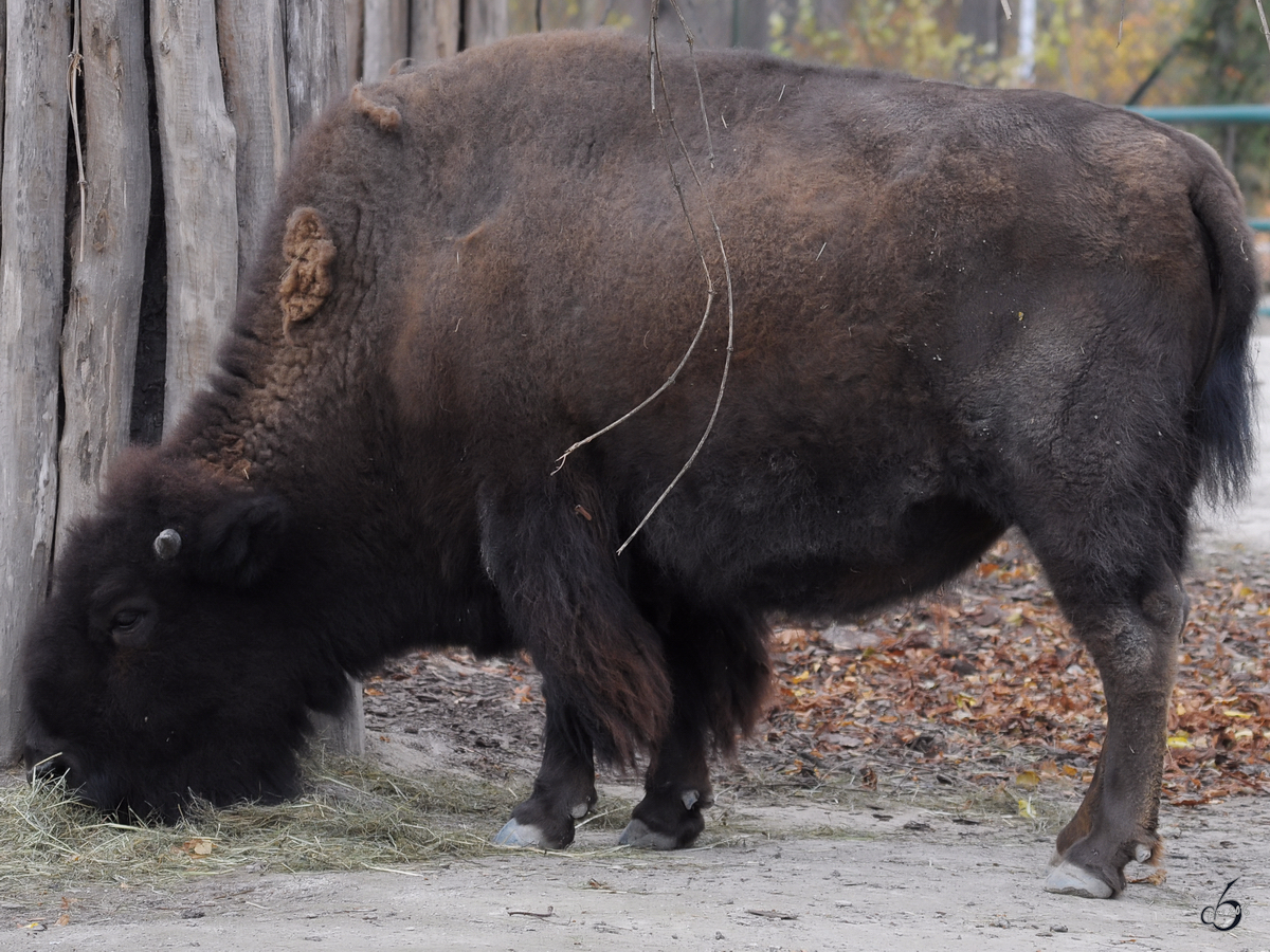 Ein Bison im Tiergarten Schnbrunn. (Wien, November 2010)