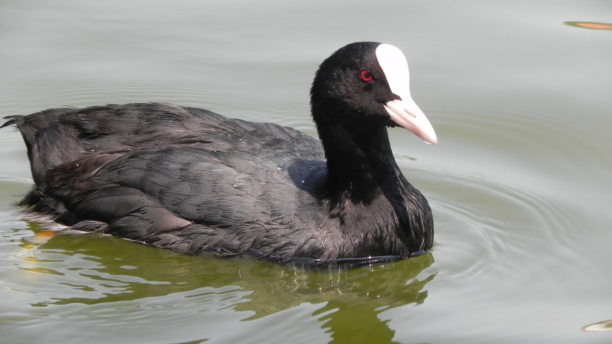 Ein Blsshuhn, Fulica atra, am 23.07.2022 im Roompot Park in Cadzand Bad, Holland. Das Verbreitungsgebiet des Blsshuhns erstreckt sich von Mitteleuropa, Osteuropa und Nordafrika bis nach Sibirien und Australien. (Info der NABU NRW). Blsshhner gehren zur Familie der Rallen und somit zu den Kranichvgeln.