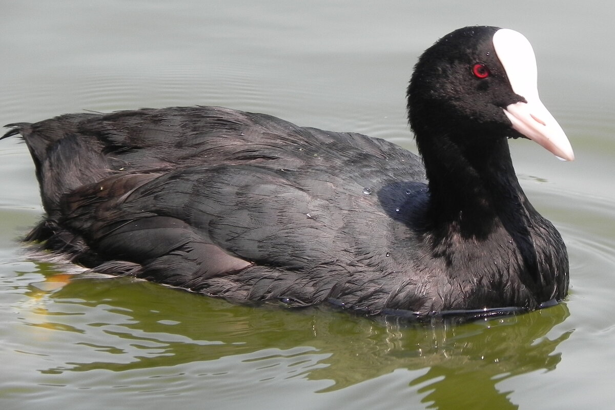 Ein Blsshuhn (Fulica atra) am 23.07.22 im Roompott Park  Noordzee Rsidence Cadzand-Bad . Das Blsshuhn ist eine mittelgroe Vogelart aus der Familie der Rallen. Wikipedia beschreibt sie als  mittelgroe, rundliche Ralle, die meist entenartig schwimmend auf dem Wasser anzutreffen ist und dabei relativ hoch im Wasser liegt. 