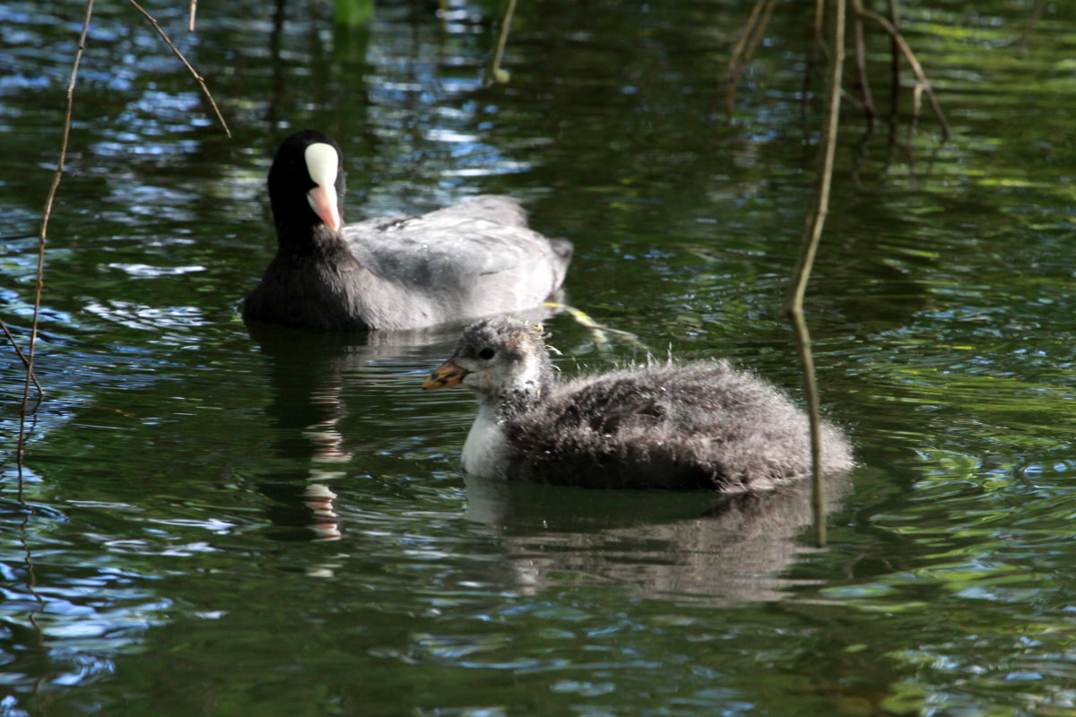 Ein Blsshuhn mit Jungvogel in Ratzeburg; 02.07.2017