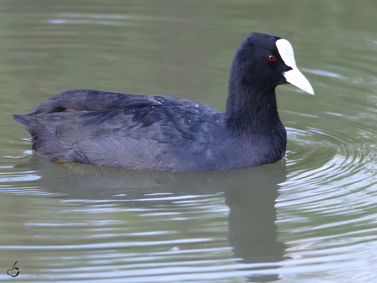 Ein Blhuhn zieht seine Runden. (Gelsenkirchen, September 2009)