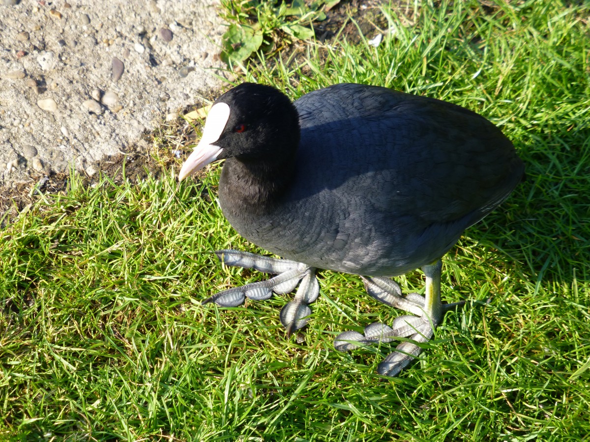 Ein Blsshuhn(Fulica atra),(auch Blesshuhn oder Blessralle genannt).
Gesehen im Juni 2014 am Mhlenkolk in Neuenhaus.