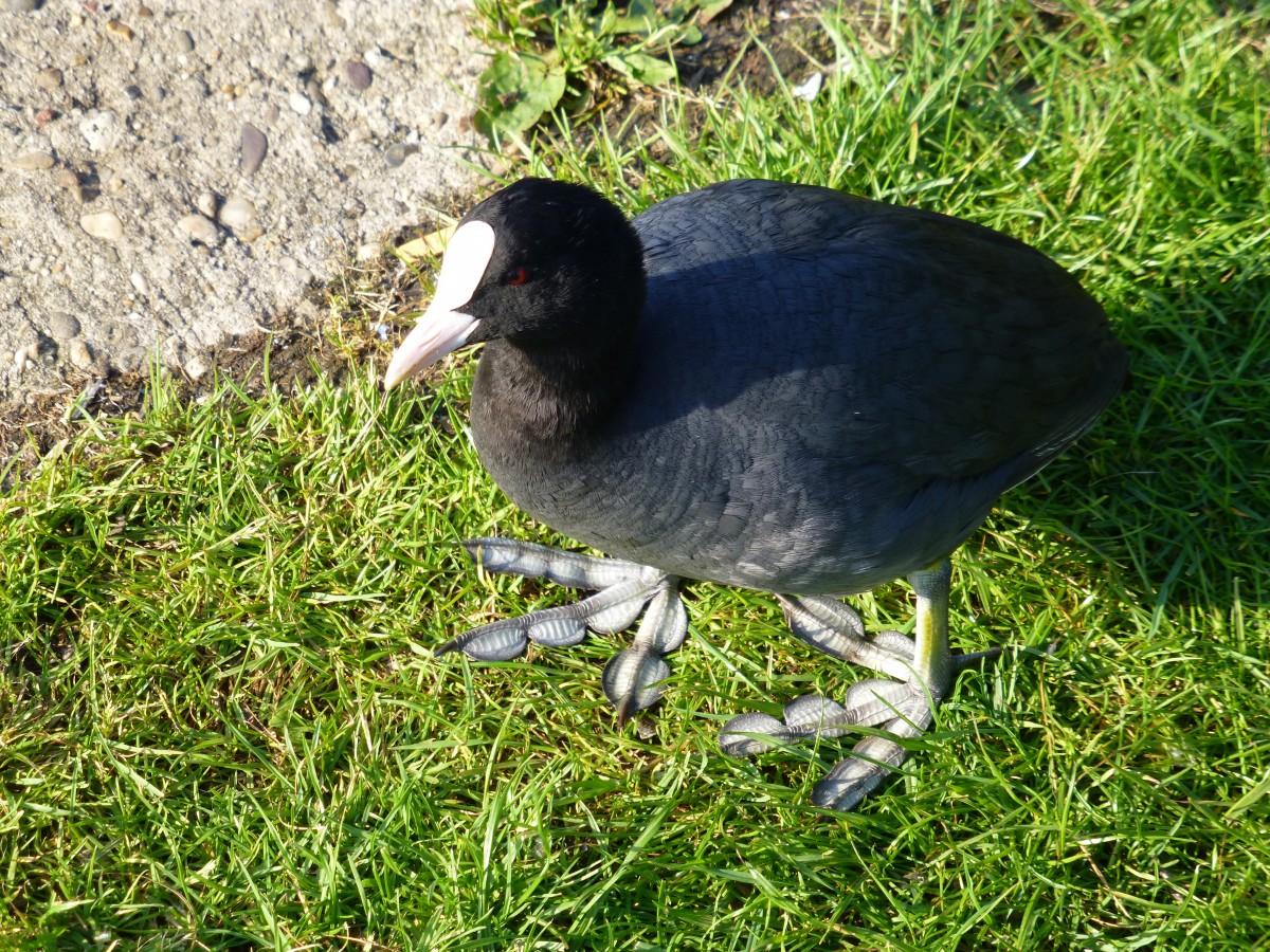 Ein Blsshuhn(Fulica atra),(auch Blesshuhn oder Blessralle genannt).
Gesehen im Juni 2014 am Mhlenkolk in Neuenhaus.