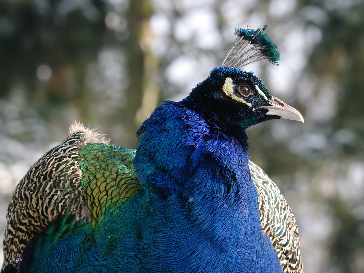 Ein Blauer Pfau im Zoo Dortmund (Januar 2010)