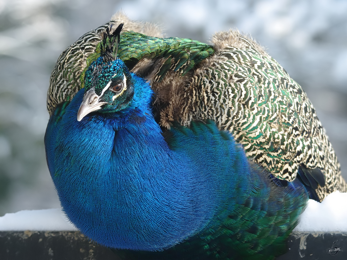 Ein Blauer Pfau im Zoo Dortmund. (Januar 2010) 