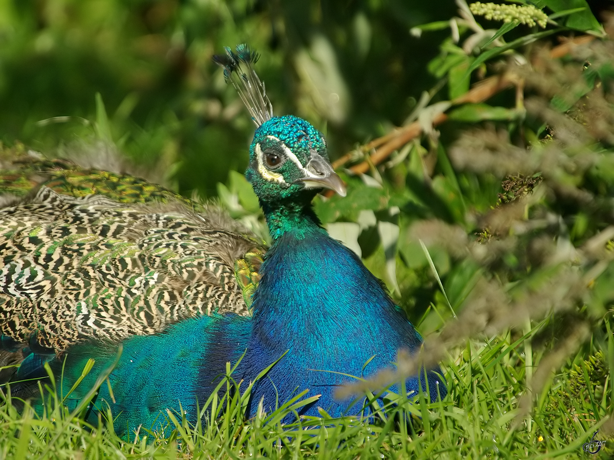 Ein Blauer Pfau im Zoo Dortmund. (September 2008)