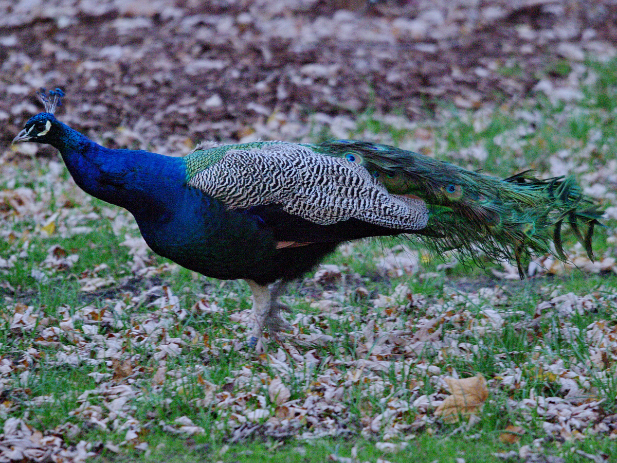 Ein Blauer Pfau im Zoo Dortmund. (November 2009)