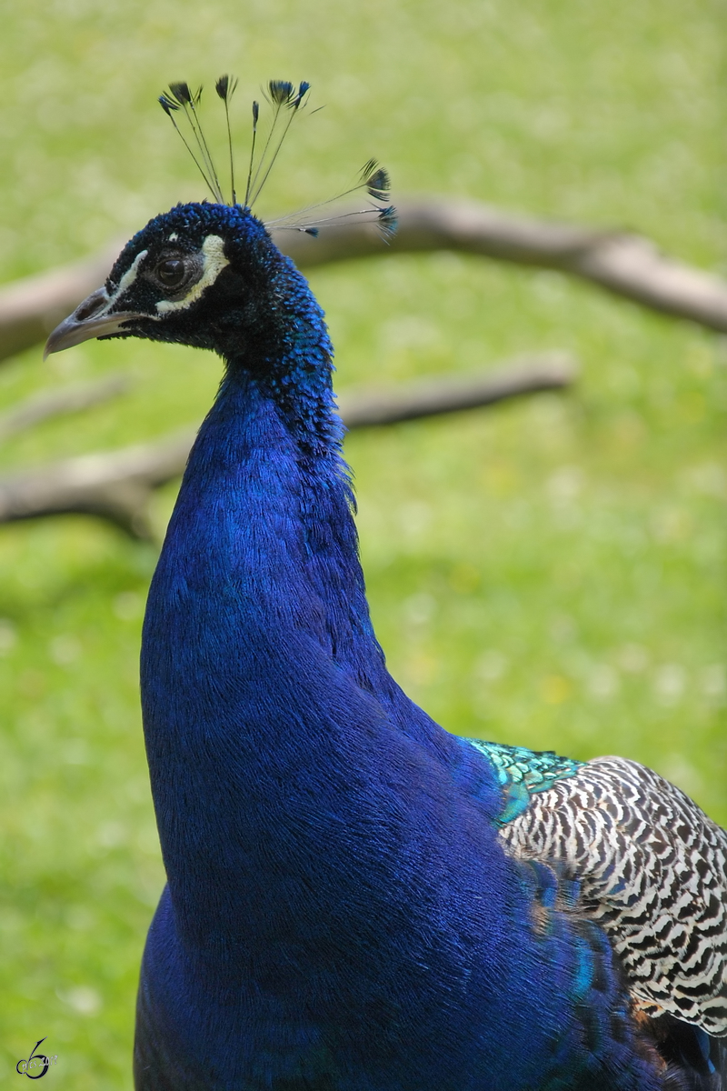 Ein Blauer Pfau im Zoo Dortmund. (Mai 2010)