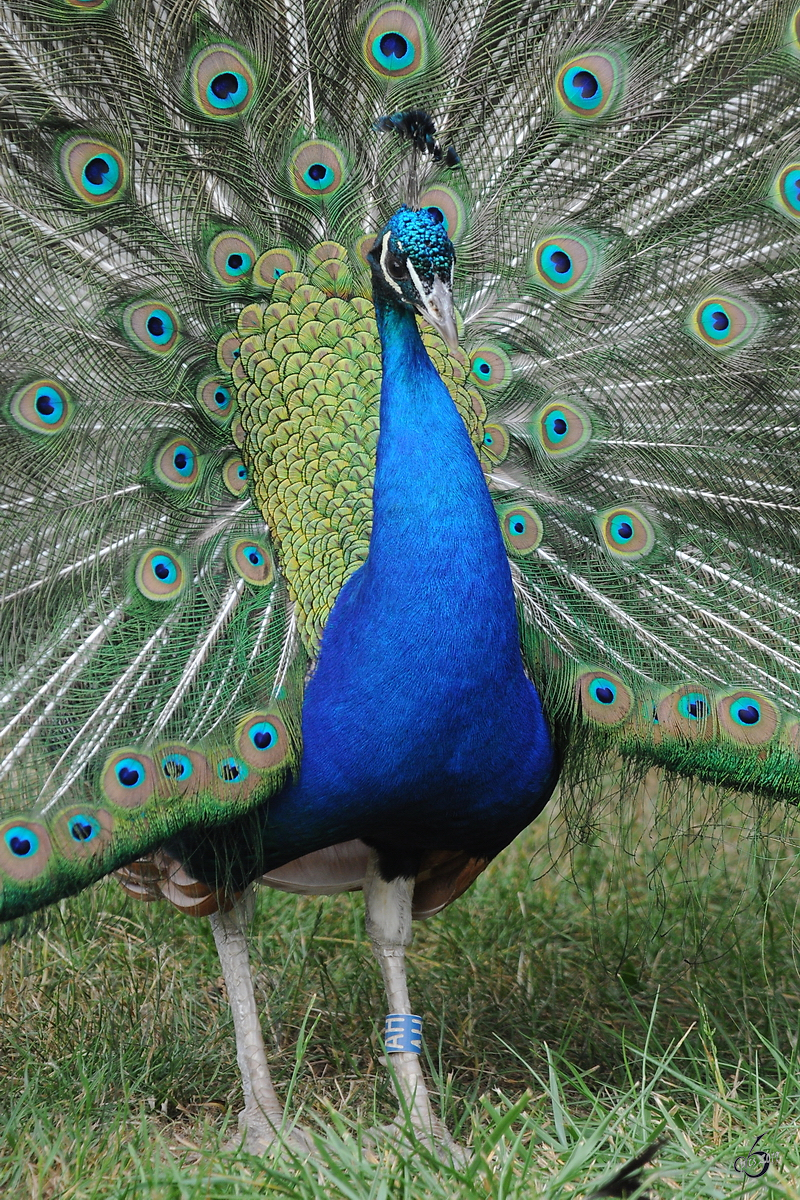 Ein Blauer Pfau im Zoo Dortmund. (Juni 2010)