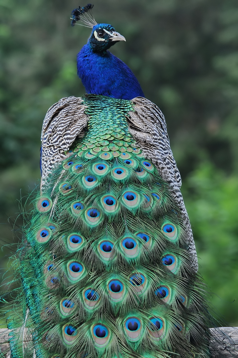 Ein Blauer Pfau im Zoo Dortmund. (Juni 2010)