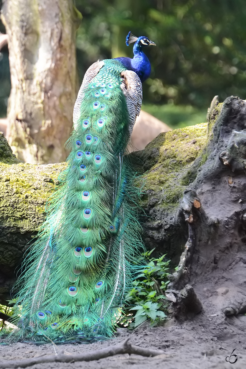 Ein Blauer Pfau im Zoo Duisburg. (Juli 2013)