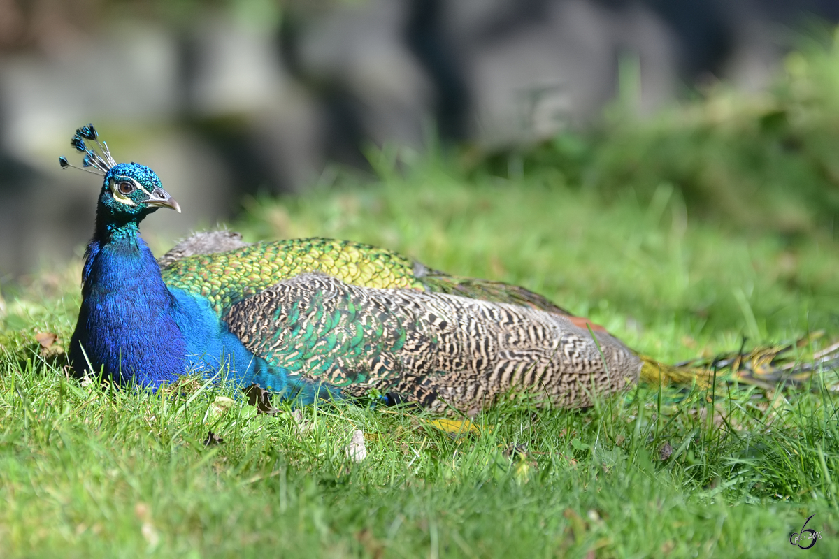 Ein Blauer Pfau im Zoo Duisburg. (Juli 2013)