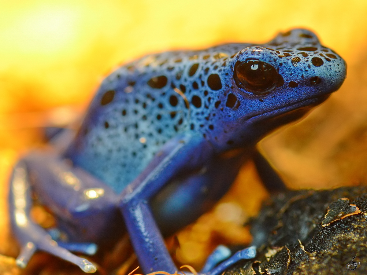 Ein Blauer Pfeilgiftfrosch Mitte Mai 2011 im Terrazoo Rheinberg.