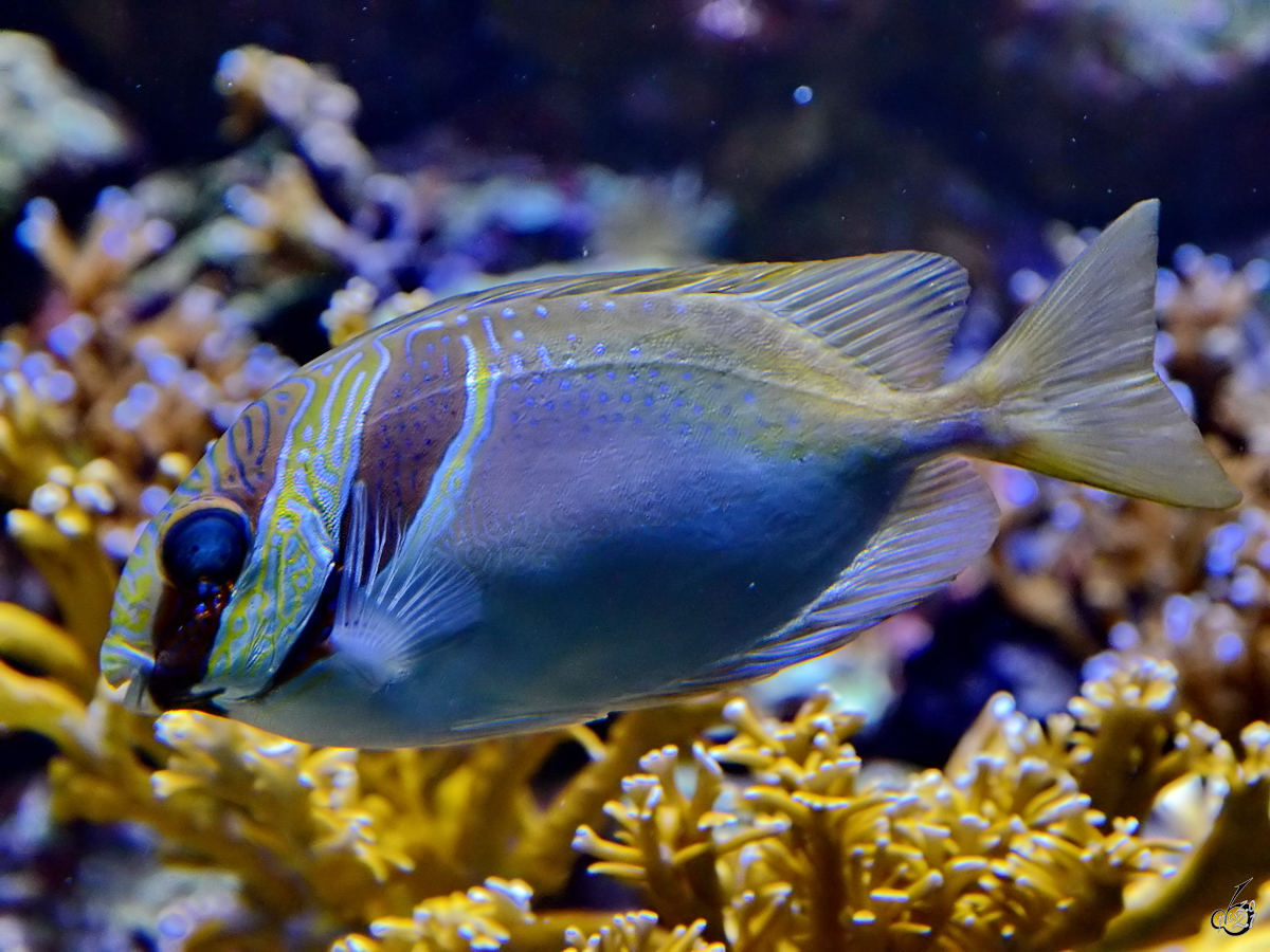 Ein Blaustreifen-Kaninchenfisch Mitte Dezember 2010 im Zoo Madrid.