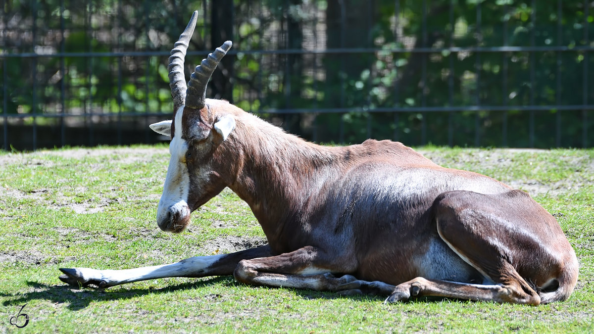 Ein Blessbock Ende April 2018 im Zoo Berlin.