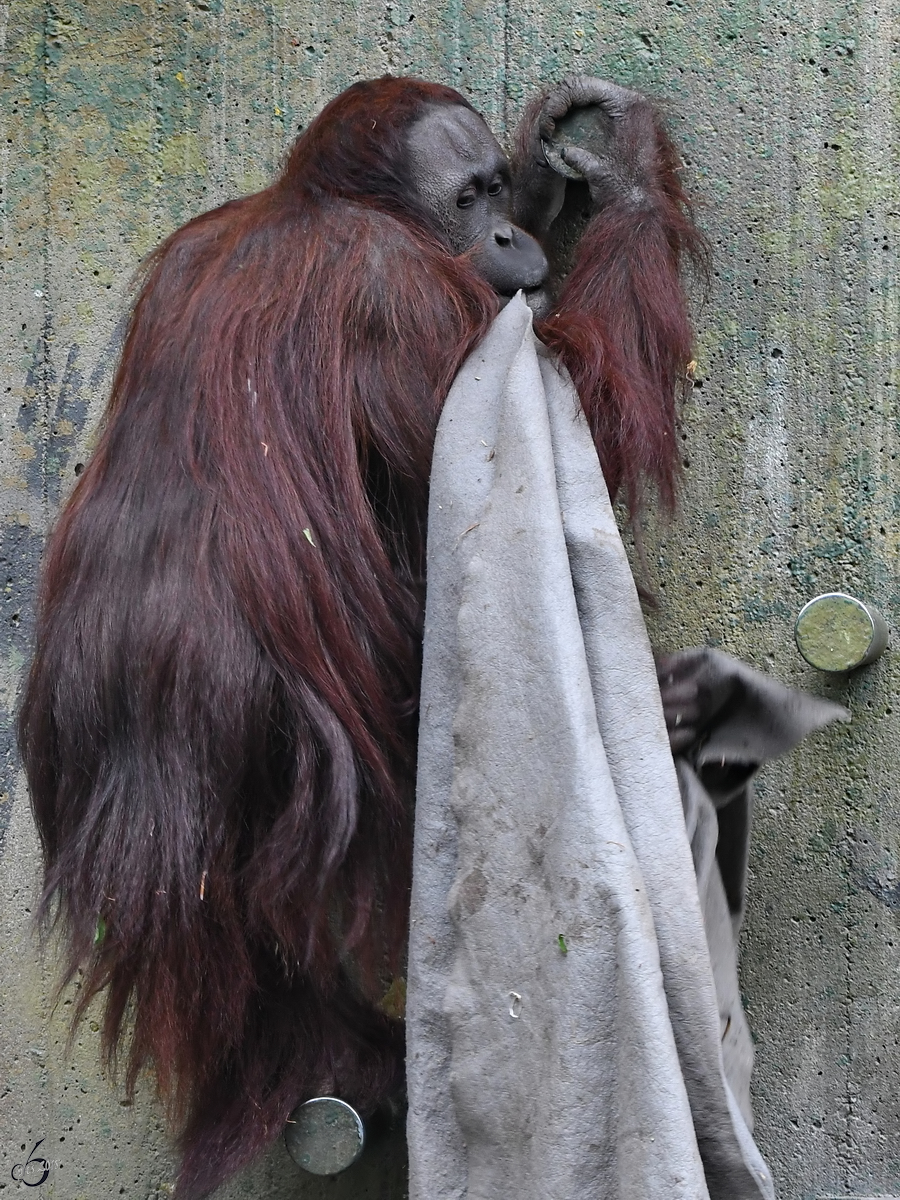 Ein Borneo-Orang-Utan, gesehen im Zoo Aalborg. (Juni 2018)