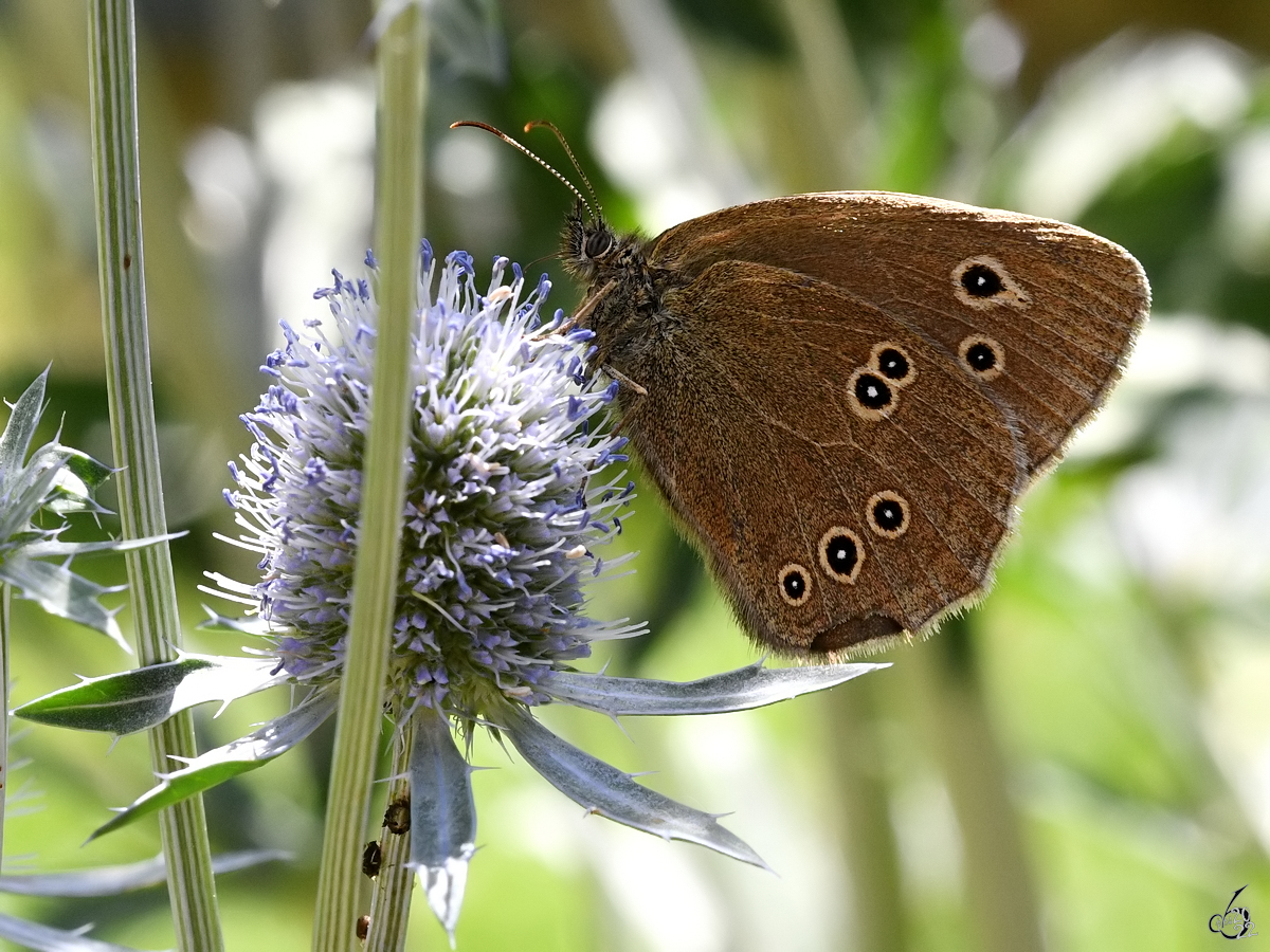 Ein Braunauge (?) im heimischen Garten. (Hattingen, Juli 2022)