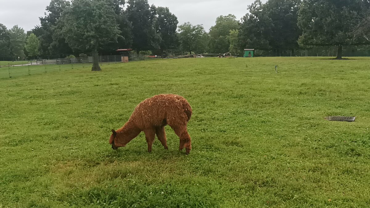 ein Braunes Alpaka beim Grasen im Augst 2021 im Hhenpark Killesberg 