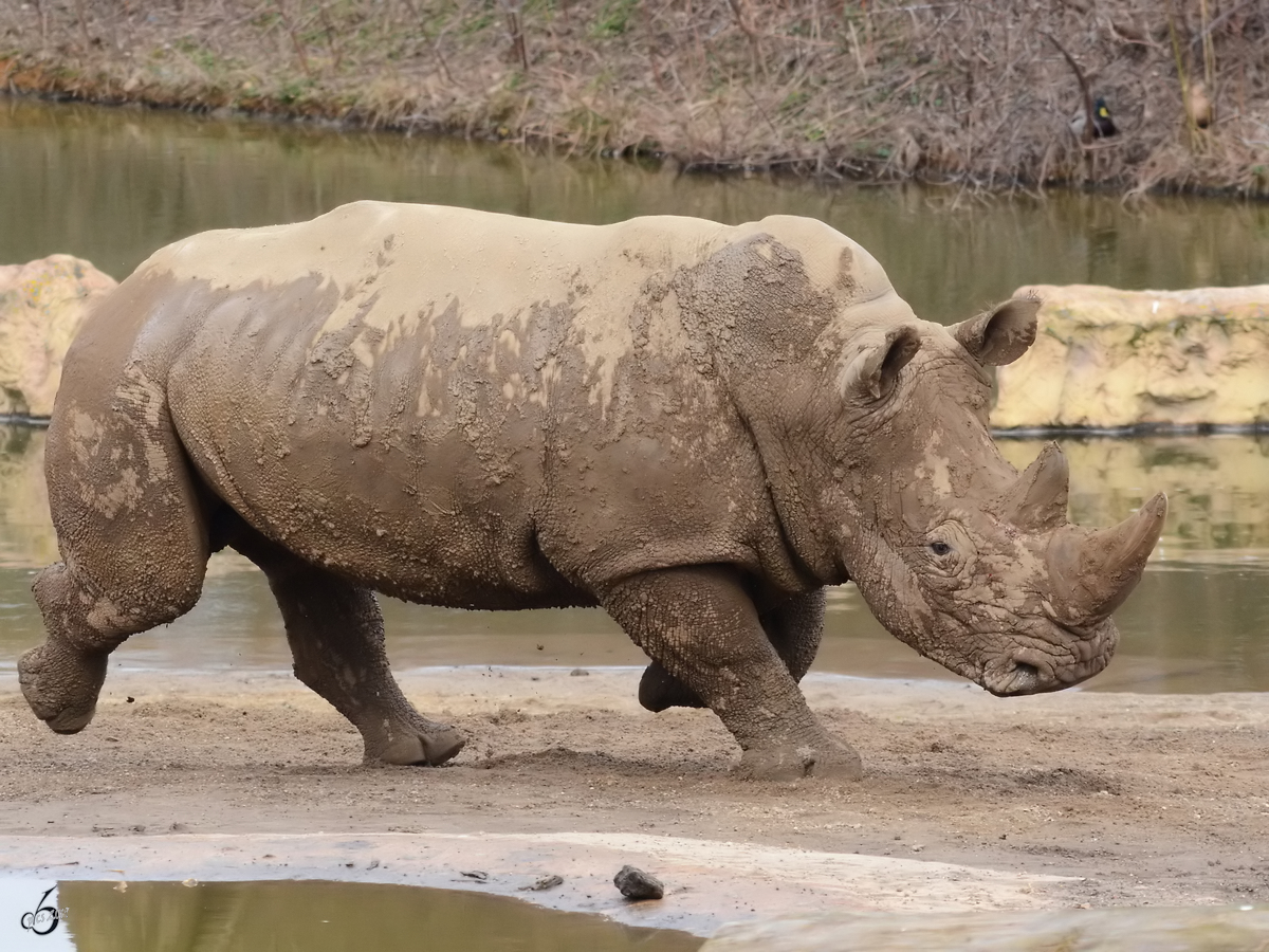 Ein Breitmaulnashorn Ende Februar 2011 im Zoom Gelsenkirchen.