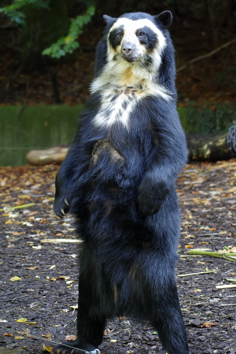 Ein Brillenbr im Dortmunder Zoo.