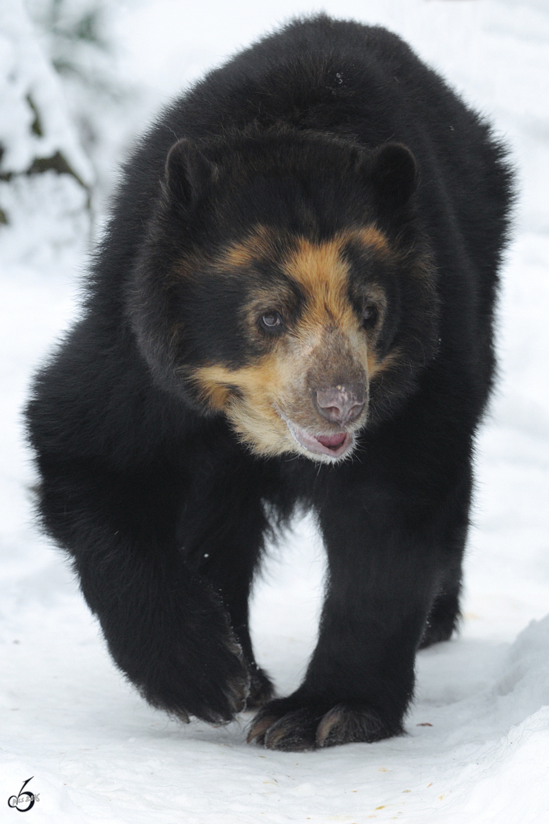 Ein Brillenbr im Zoo Dortmund. (Februar 2010)