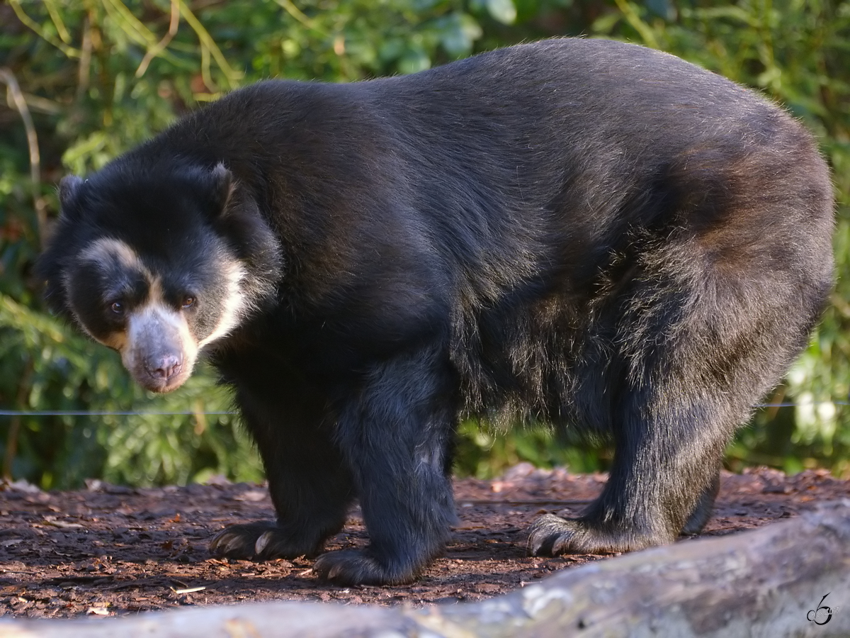 Ein Brillenbr im Zoo Dortmund. (Februar 2015)