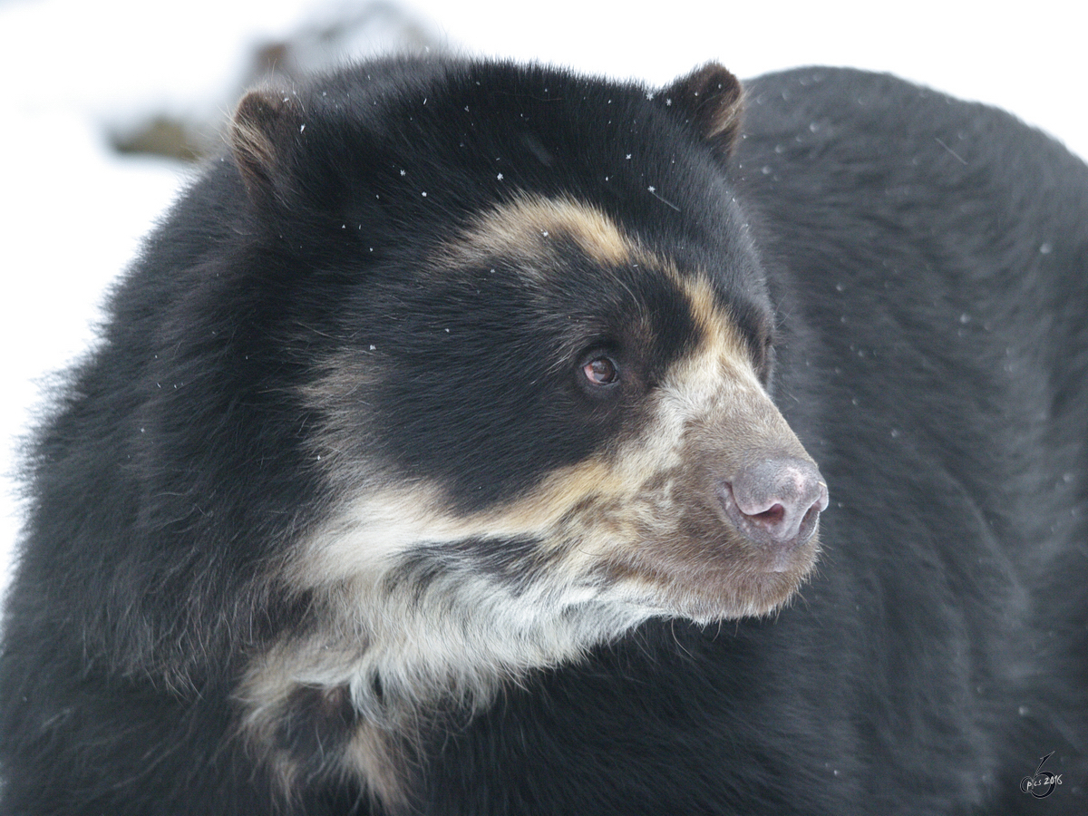 Ein Brillenbr im Zoo Dortmund. (Januar 2010)