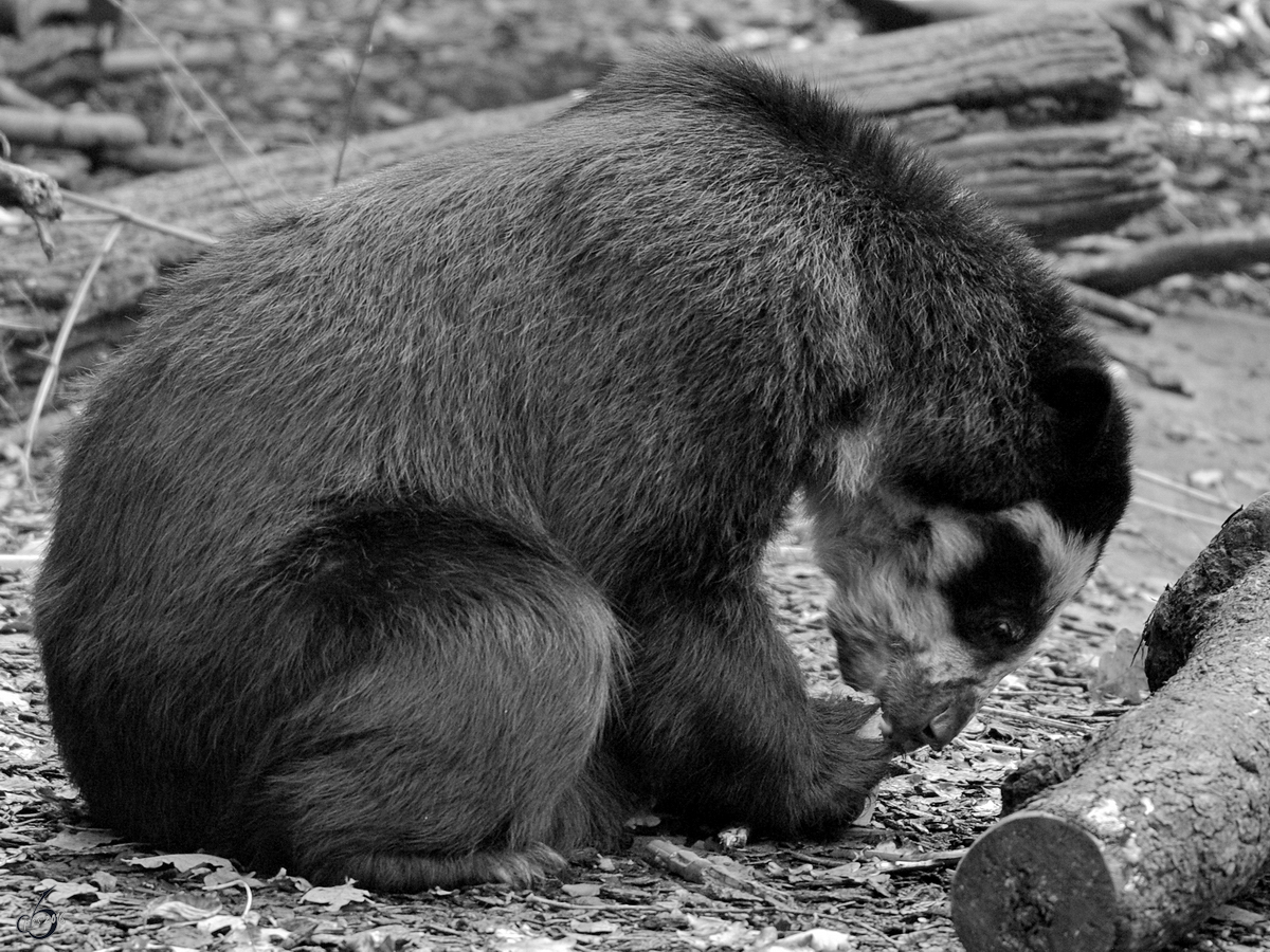 Ein Brillenbr im Zoo Dortmund. (Oktober 2008)