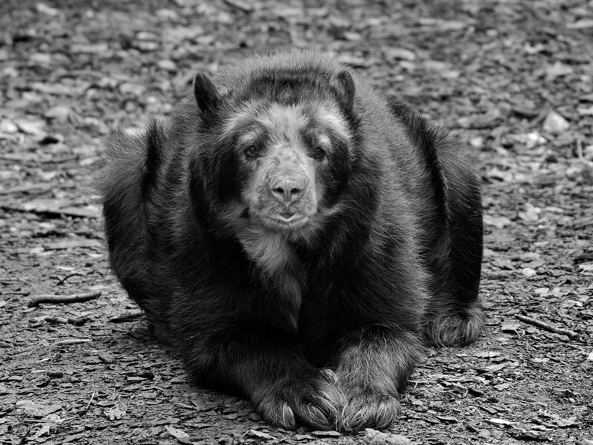 Ein Brillenbr im Zoo Dortmund. (Oktober 2008)