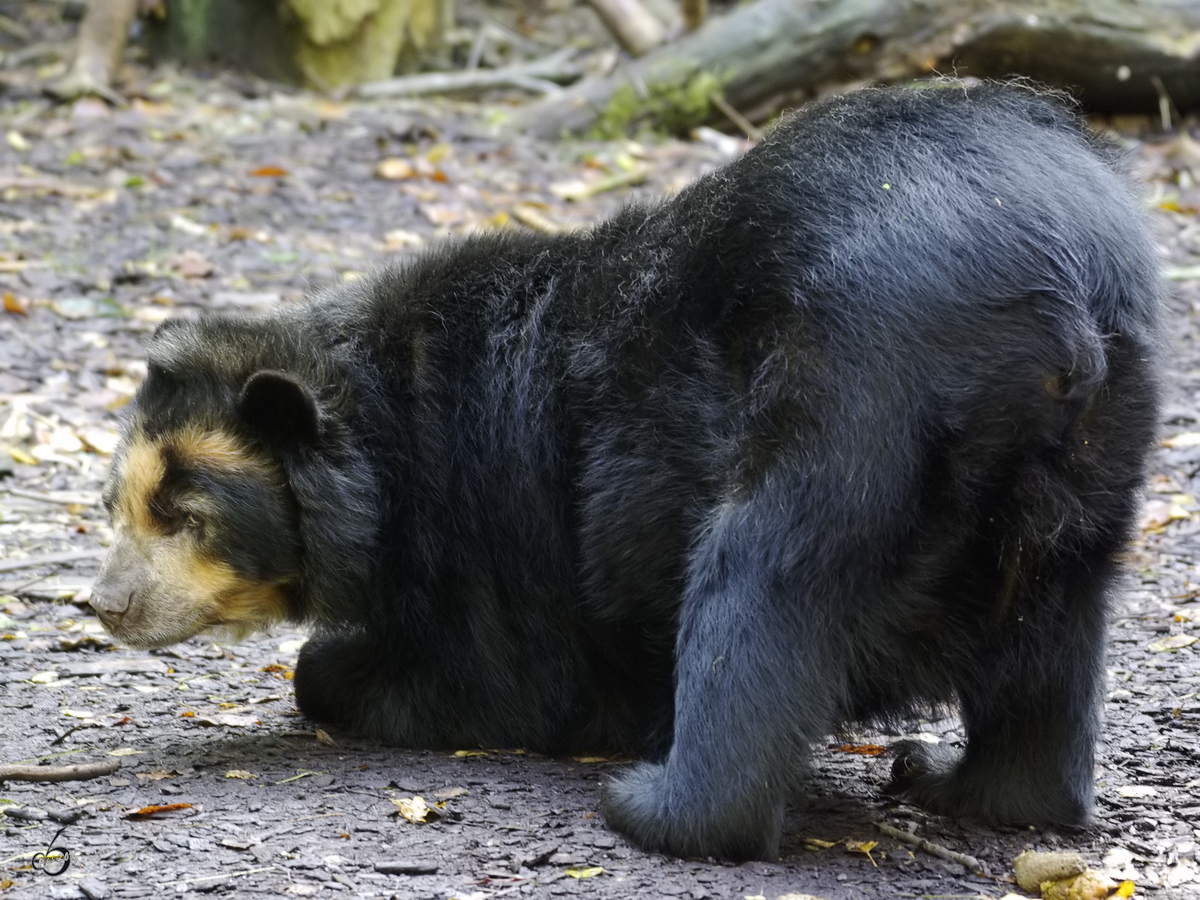 Ein Brillenbr im Zoo Dortmund. (Oktober 2008)