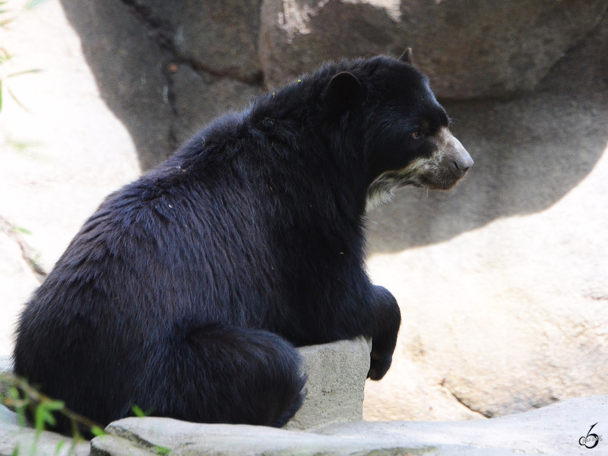 Ein Brillenbr im Zoo Duisburg.