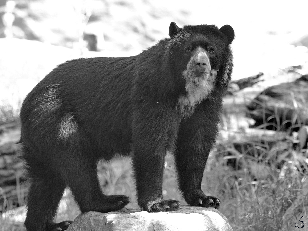 Ein Brillenbr im Zoo Duisburg. (Juni 2013)