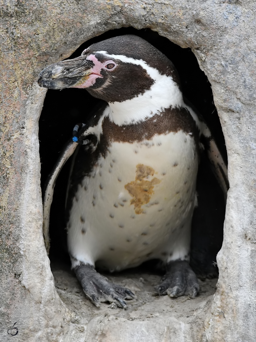 Ein Brillenpinguin Anfang Juni 2018 im Zoo Aalborg.