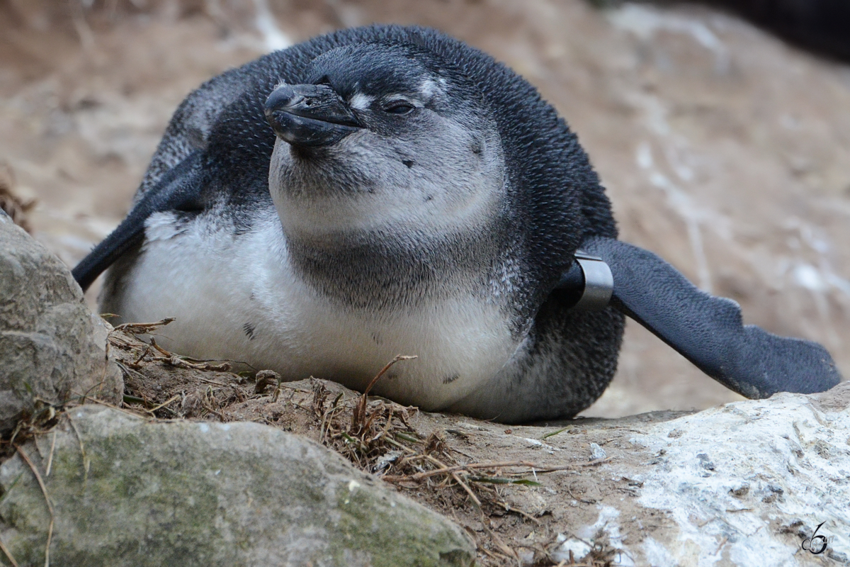 Ein Brillenpinguin im Burgers' Zoo Arnheim. (Mrz 2013) 