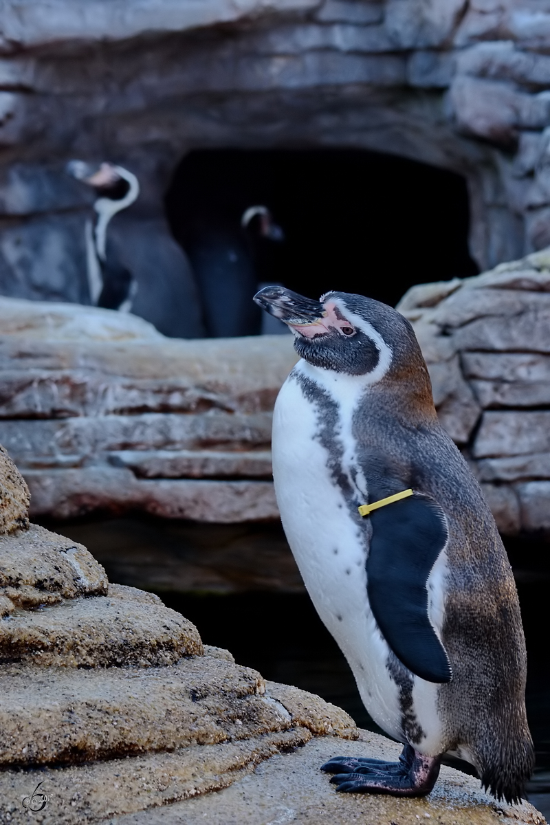 Ein Brillenpinguin Ende Dezember 2014 im Ozeaneum Stralsund. 