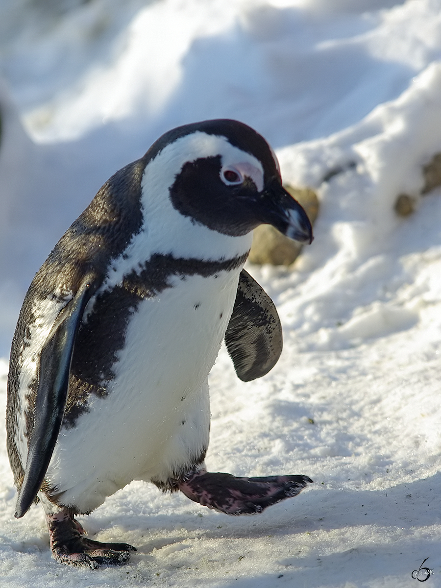 Ein Brillenpinguin im Zoo Wuppertal. (Januar 2009)