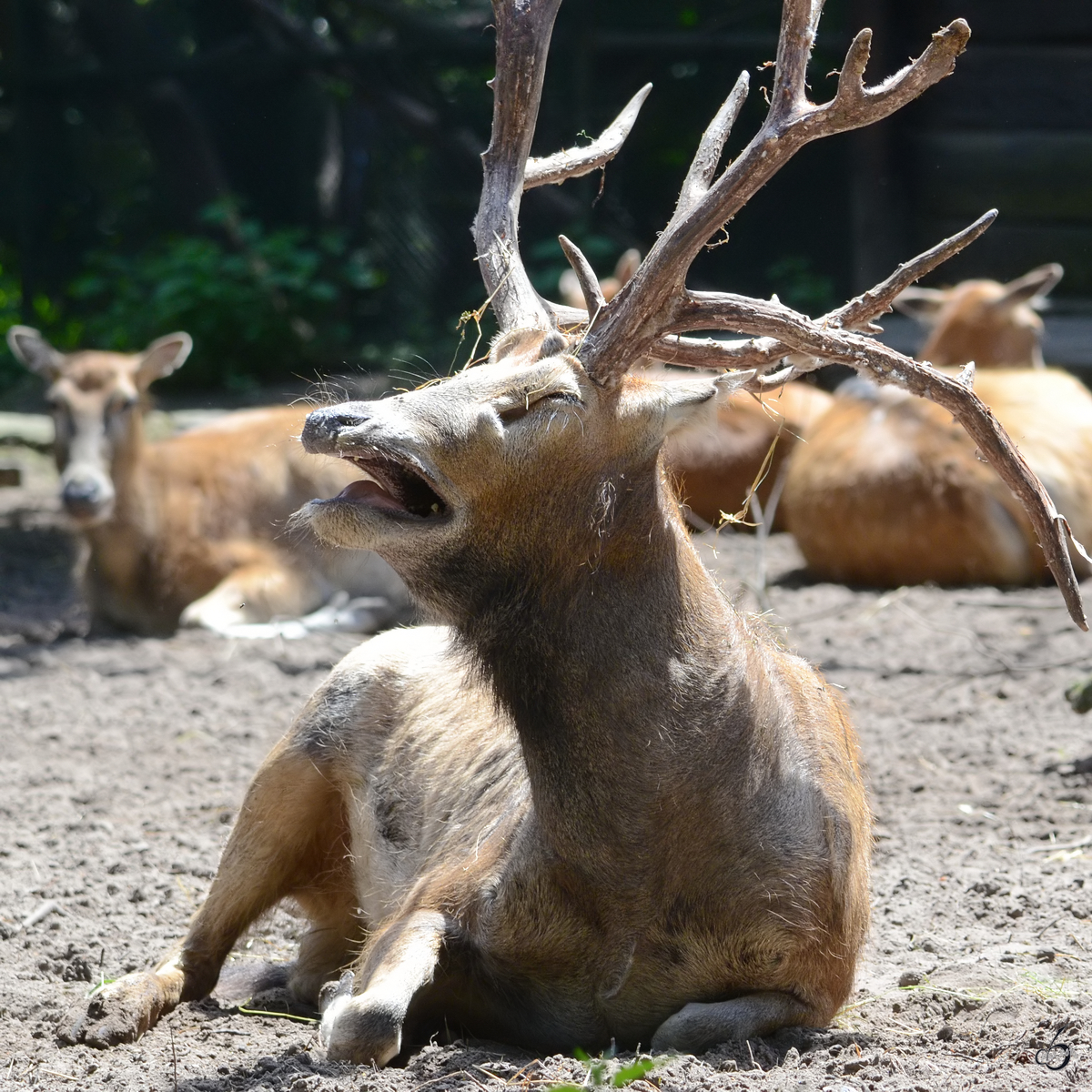 Ein brllender Davidshirsch im Zoo Duisburg. (September 2011)