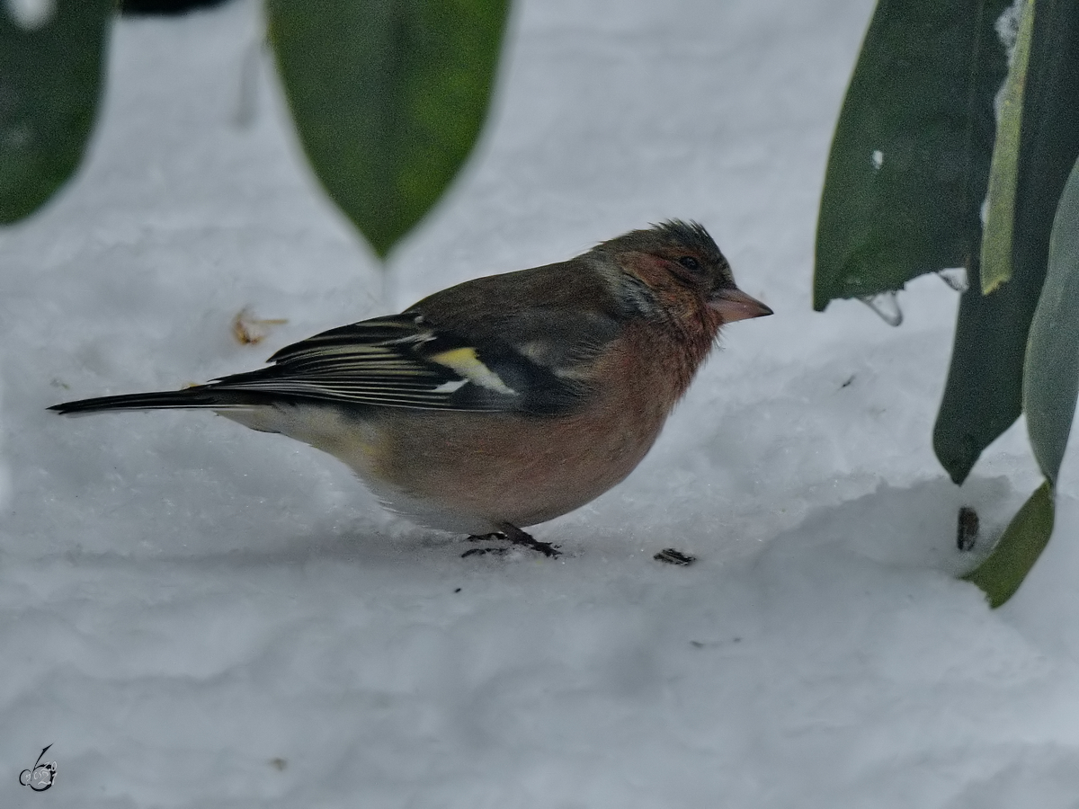 Ein Buchfink sucht Essbares im Schnee. (Hattingen, Februar 2021)
